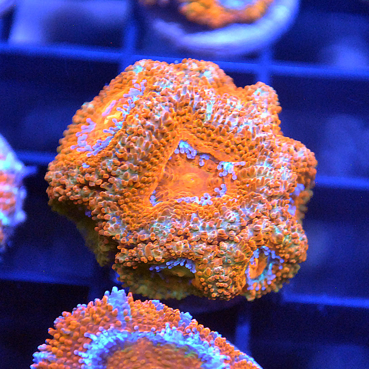 Islander Corals Sunburst Acan