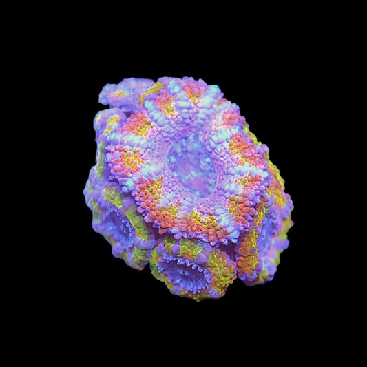 Islander Corals One Time Rainbow Acan