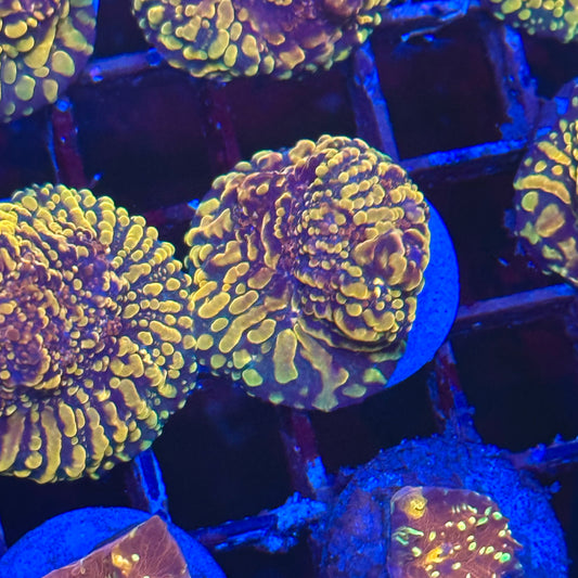 Cloudberry Chalice Coral