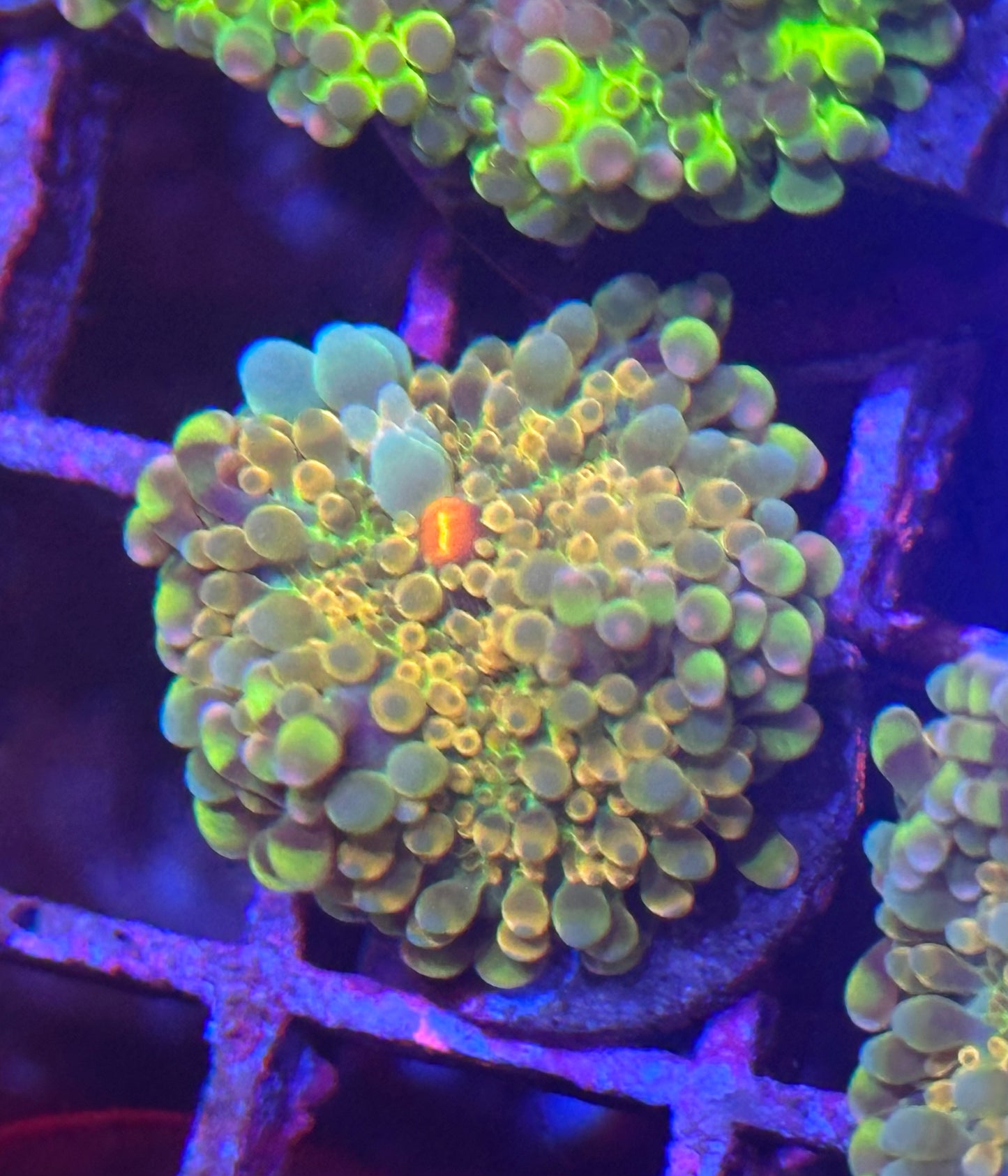 Islander Corals Rainbow Yuma Mushroom
