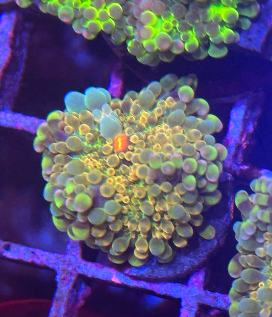 Islander Corals Rainbow Yuma Mushroom