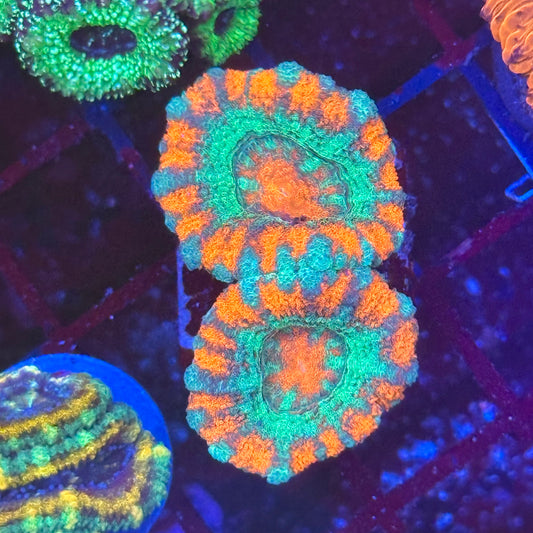Islander Corals Smashing Pumpkin Acan