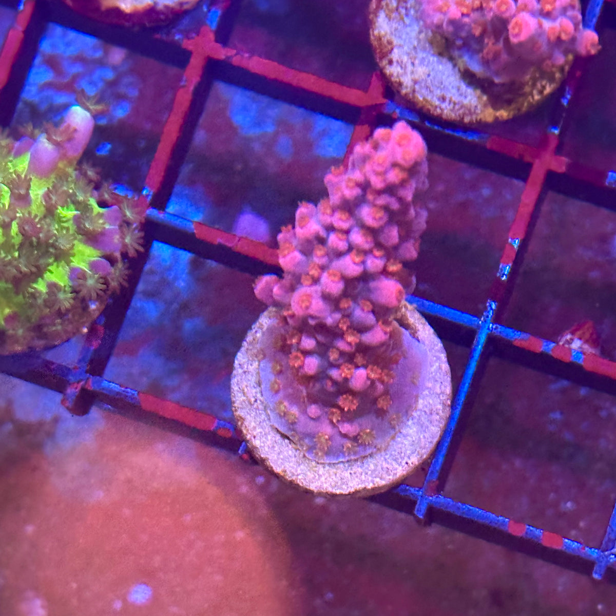 Islander Corals Megatron
