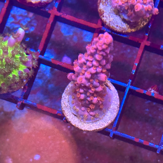 Islander Corals Megatron