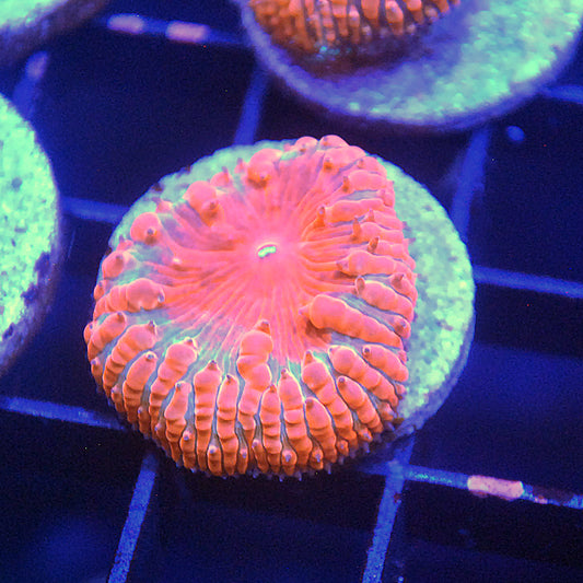 Islander Corals Koolaid Blasto