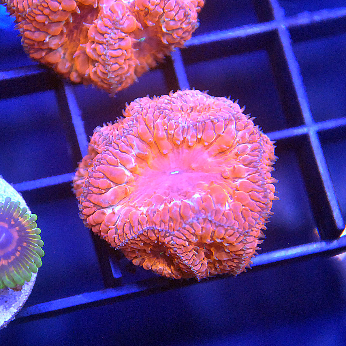 Islander Corals Ironman Blasto