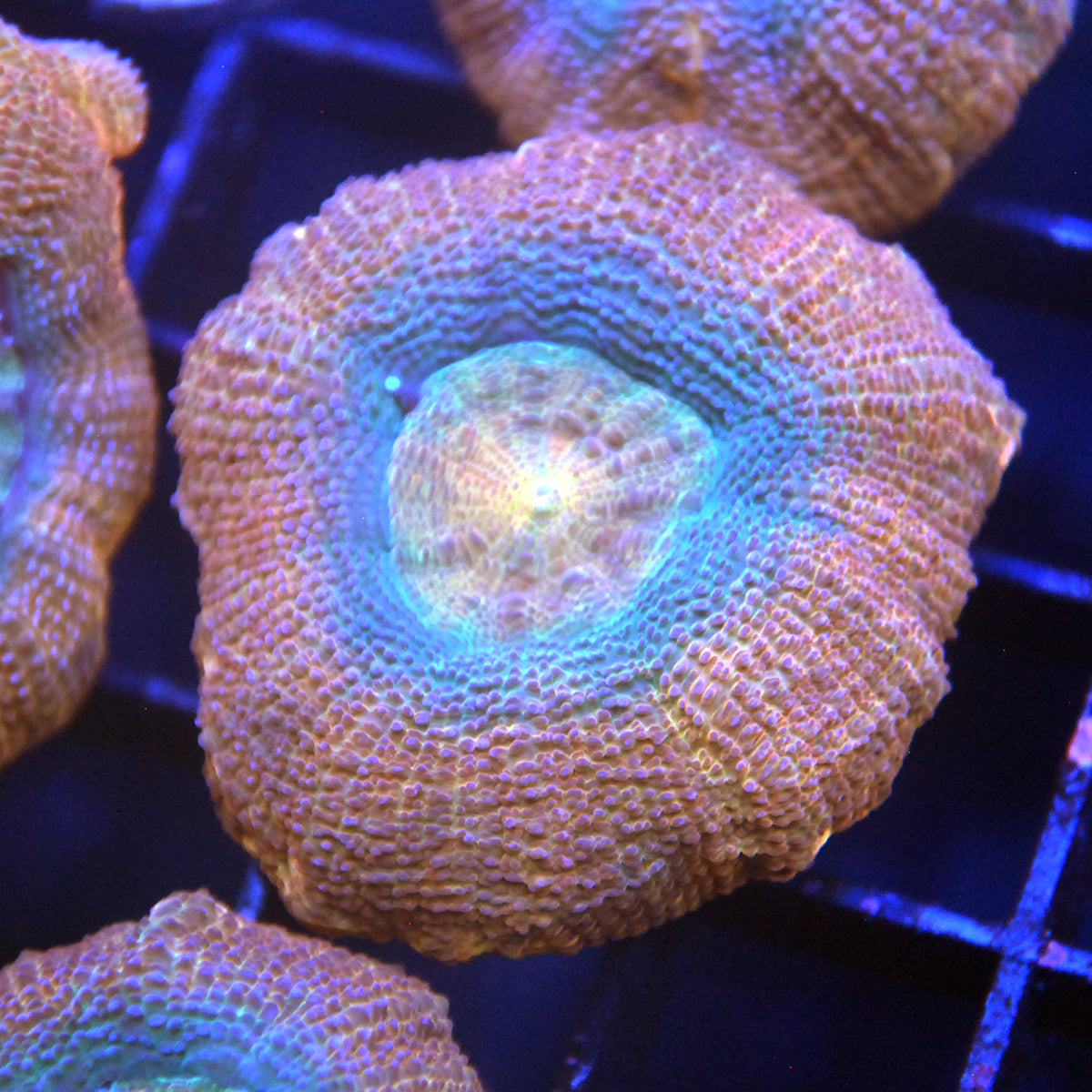 Islander Corals Candy Crush Bowerbanki