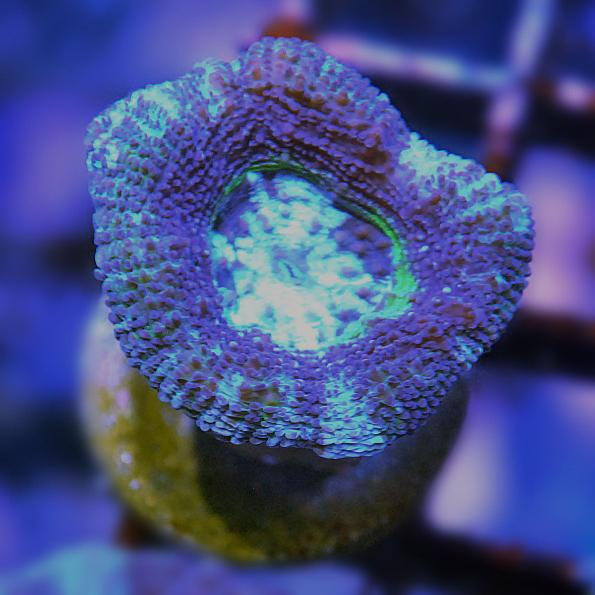 Kryptonite Bowerbanki