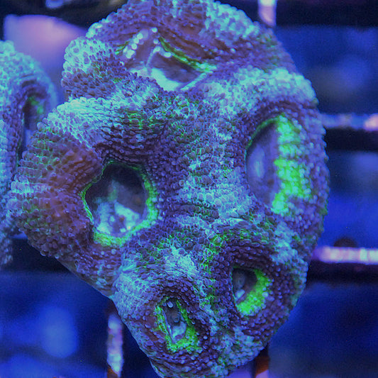 Kryptonite Bowerbanki Mini Colony