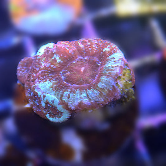 Islander Corals Mocha Storm Bowerbanki