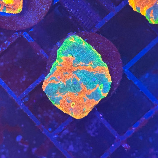 Rainbow Crush Chalice