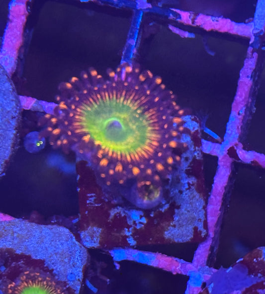 Candy Apple Red Zoa / Zoanthid