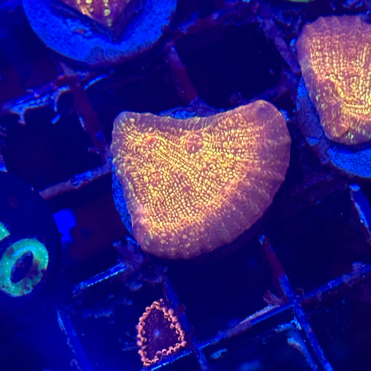 El Diablo Chalice Coral