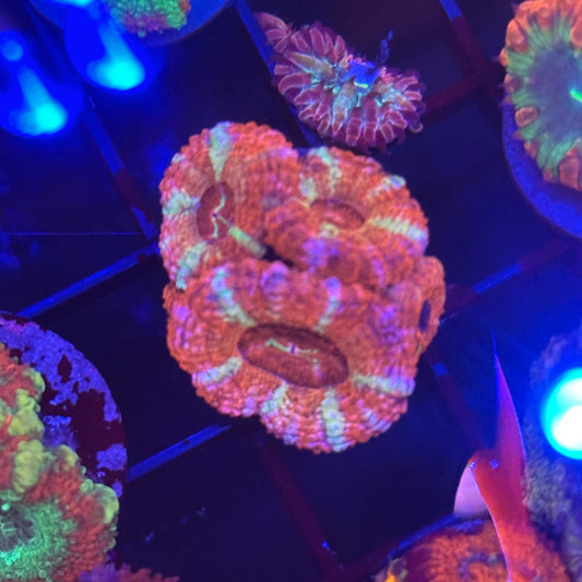 Islander Corals Victoria Acan