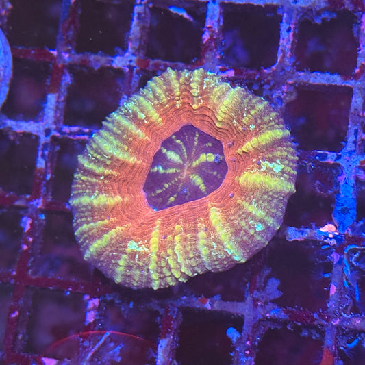 Scoly / Scolymia