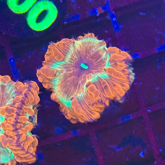 Islander Corals Mr Wonderful Blasto