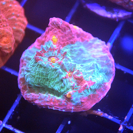 Islander Corals Cotton Candy Chalice Coral