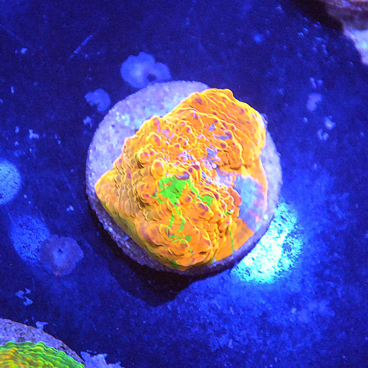 Islander Corals MeltingPot Chalice