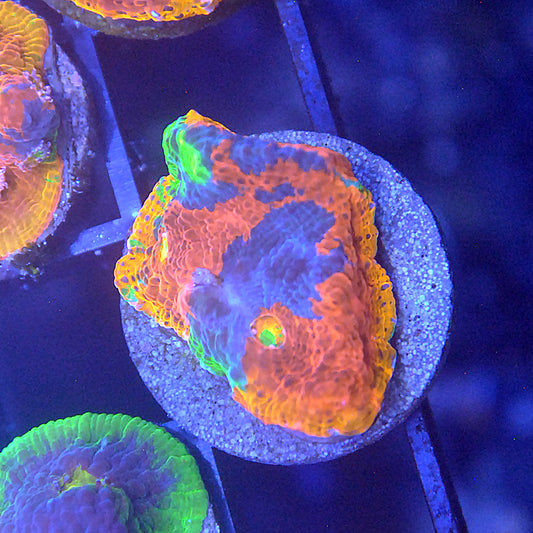 Islander Corals Showtime Rainbow Chalice Coral