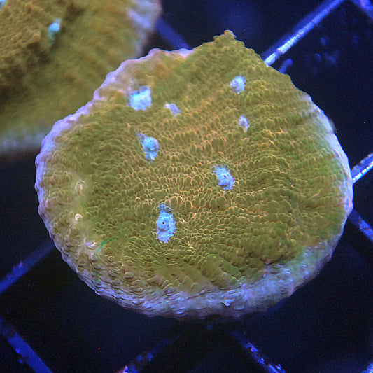 Jason Fox Orange Zombie Chalice Coral