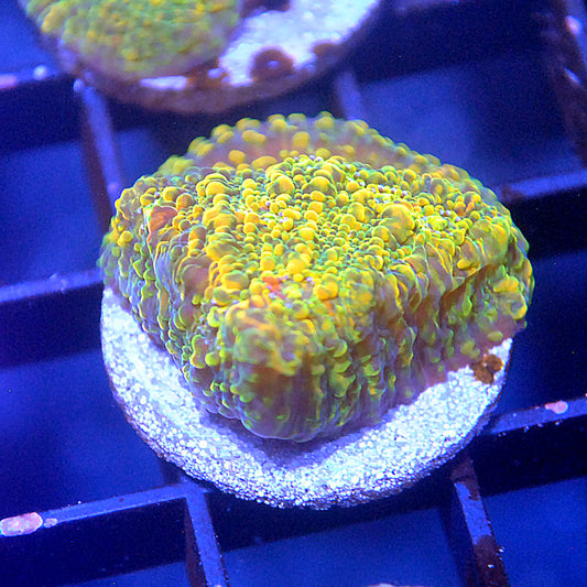 Stellaria Chalice Coral