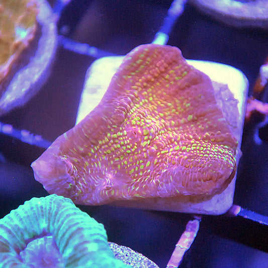 El Diablo Chalice Coral