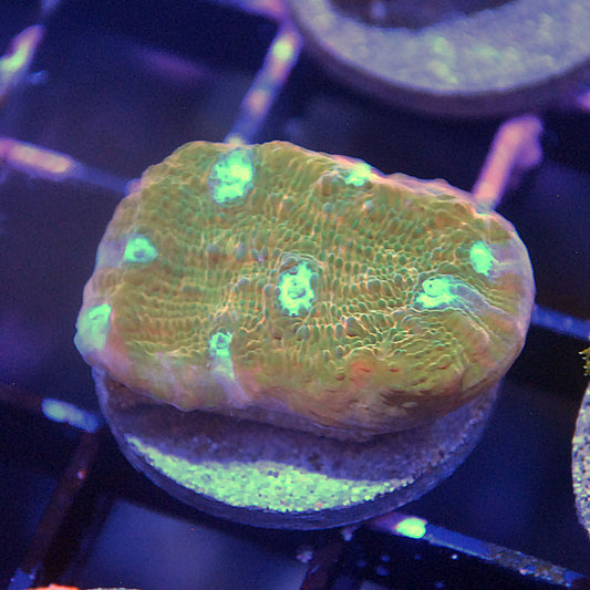 Jason Fox Orange Zombie Chalice Coral