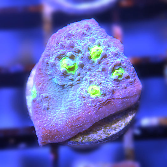 Dragon Eyes Chalice Coral