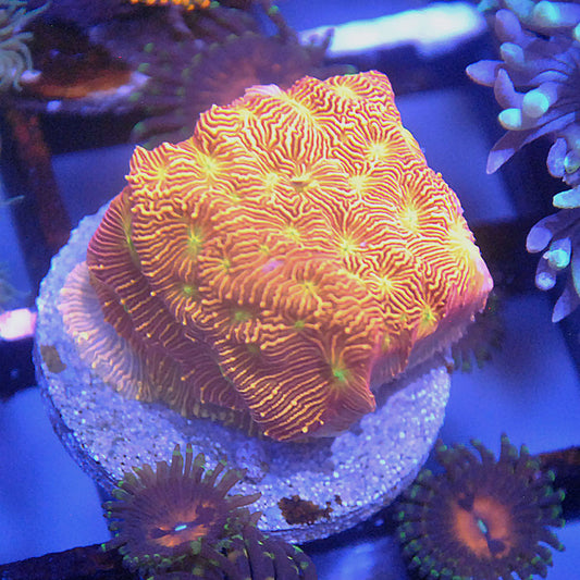 Jack O Lantern Leptoseris Coral