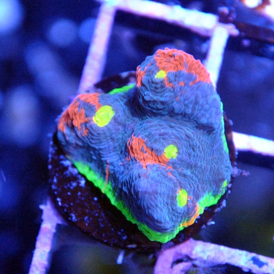 Rainbow Crush Chalice