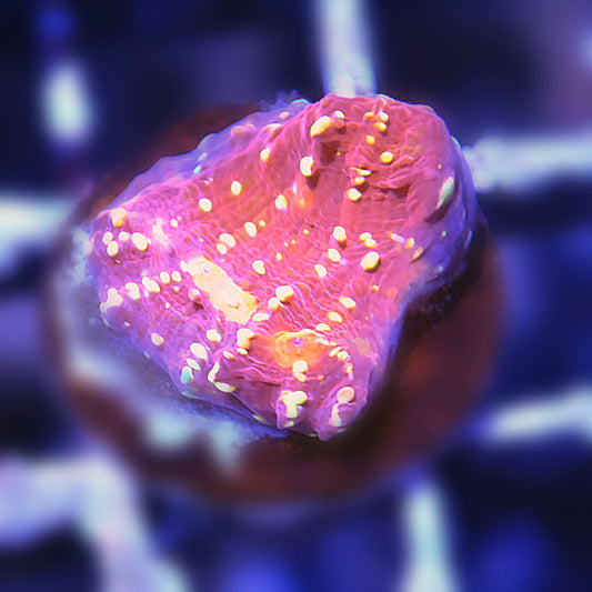Goldmeister Chalice Coral