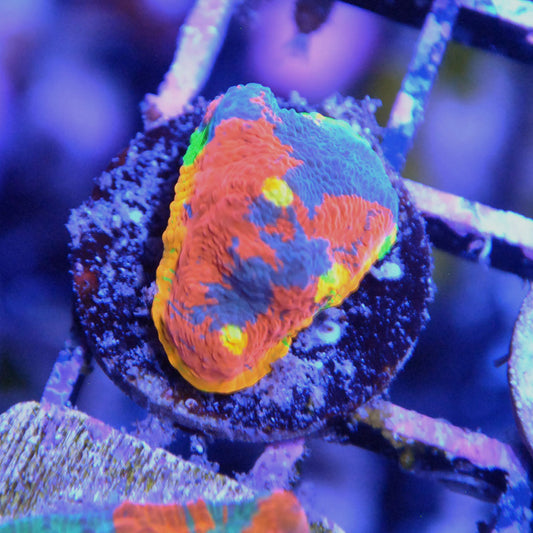 Rainbow Crush Chalice