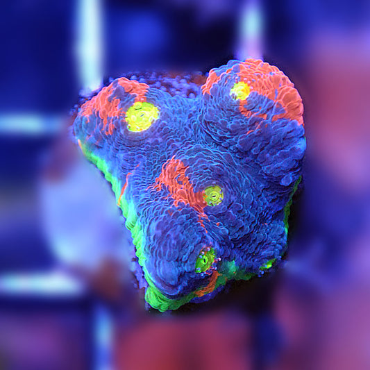 Rainbow Crush Chalice