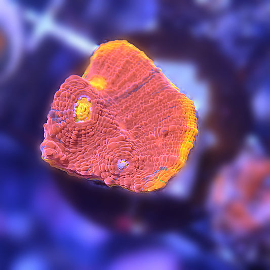CB Flaming Bugatti Chalice Coral