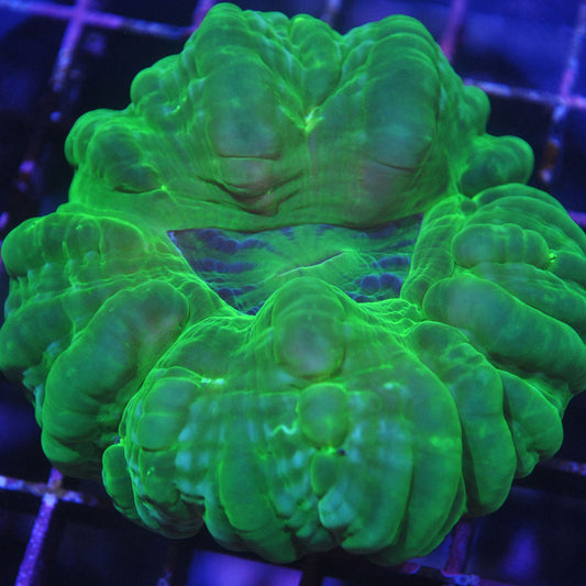 Cynarina Coral
