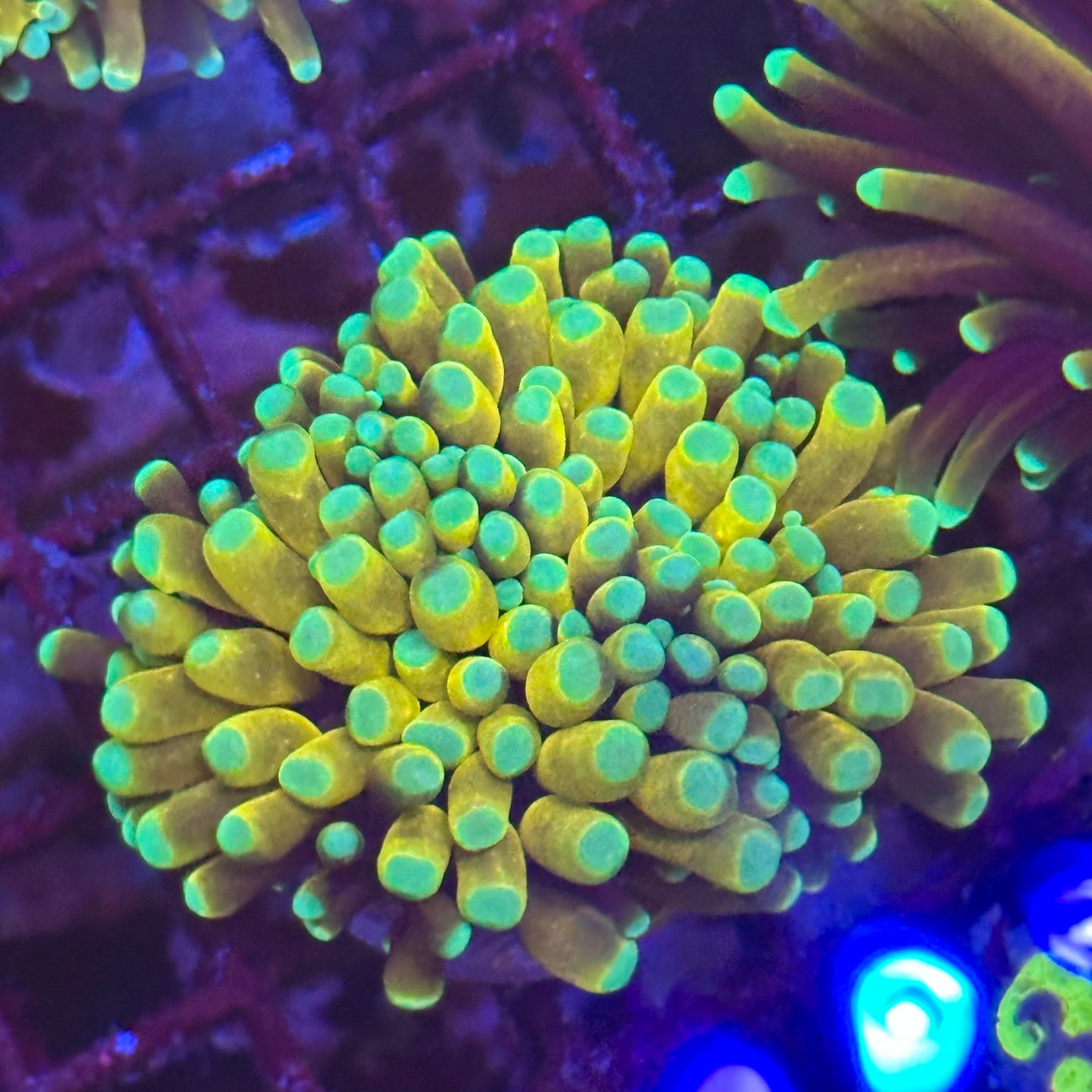 Torch - Banana