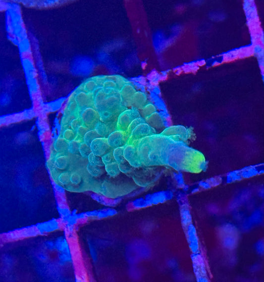 WWC Yellow Tip Acropora