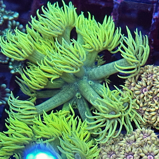 Goniopora / Goni - Yellow