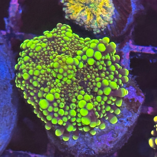 Rare Yellow Yuma Mushroom