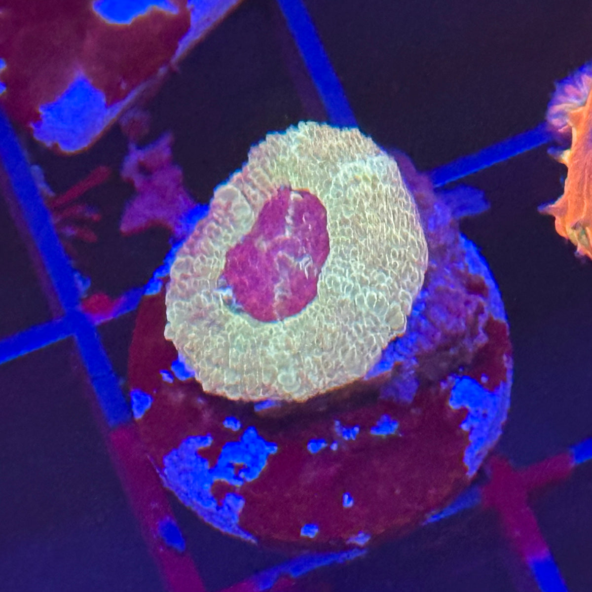 Islander Corals Retro Acan