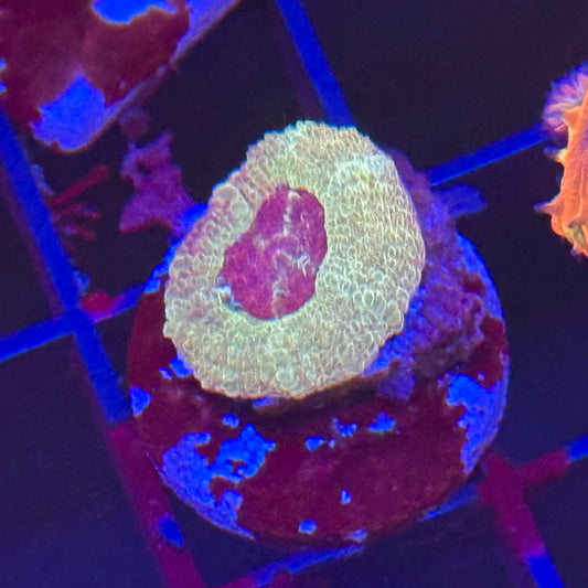 Islander Corals Retro Acan