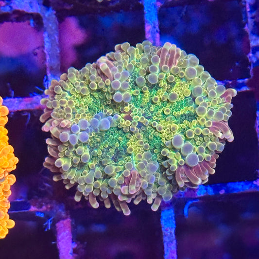 Rainbow Yuma Mushroom