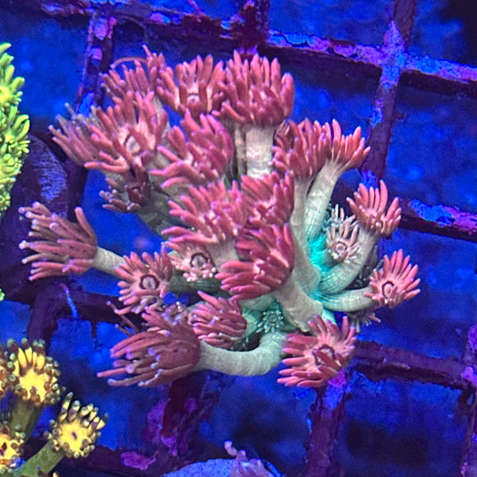 Goniopora / Goni - Islander Corals Wrecking Ball