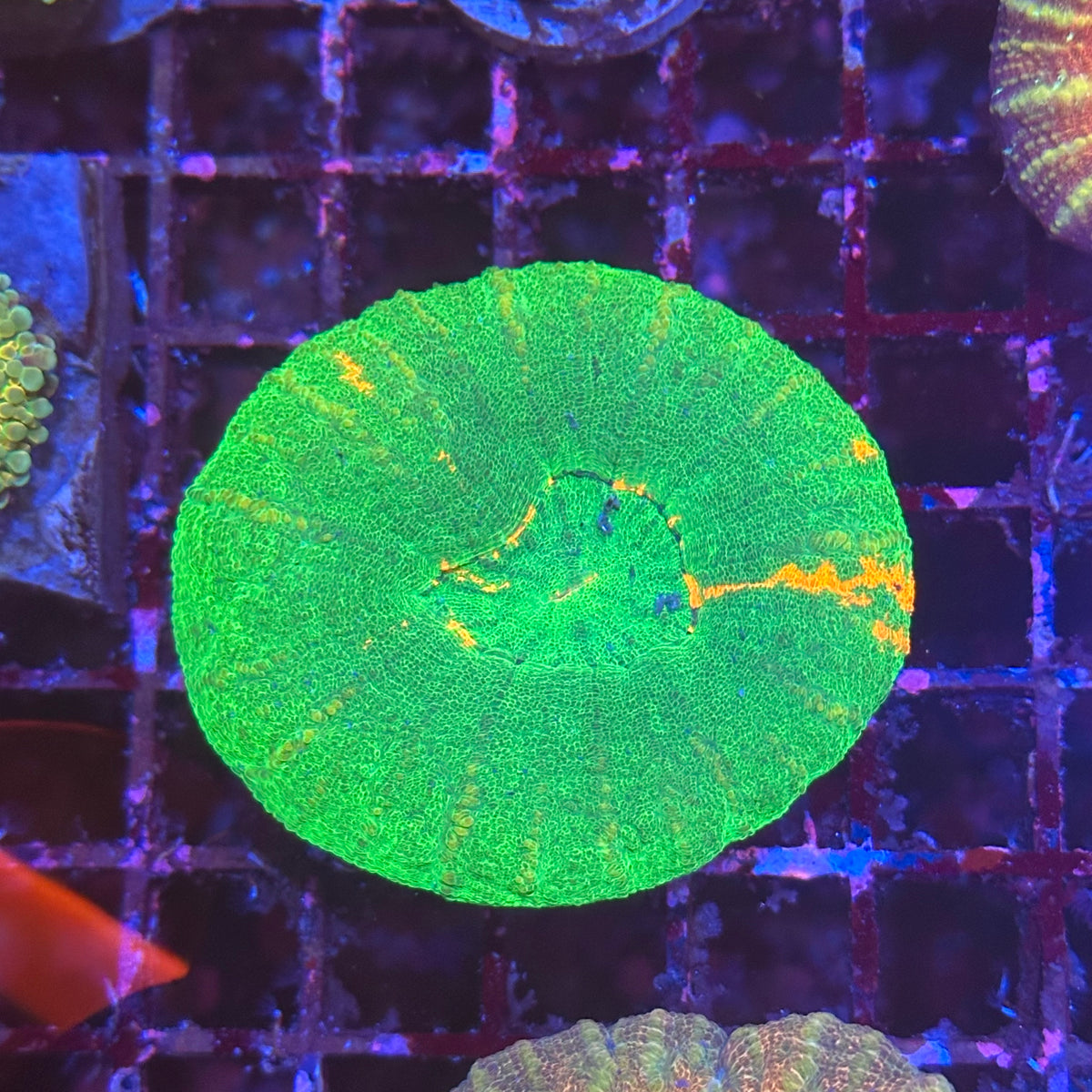 Scoly / Scolymia