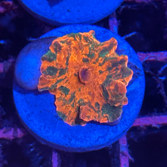 Candy Crush Jawbreaker Discosoma Mushroom