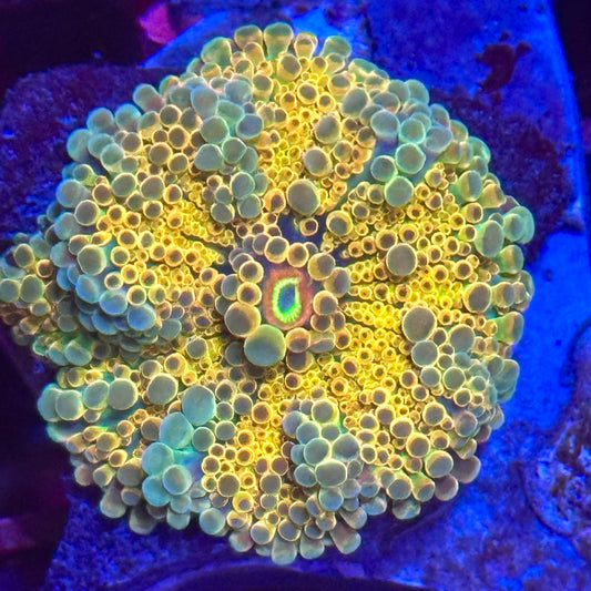 Rainbow Yuma Mushroom