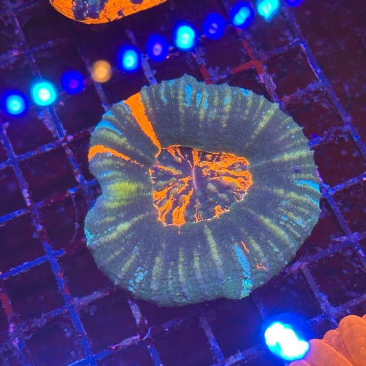 Scoly / Scolymia
