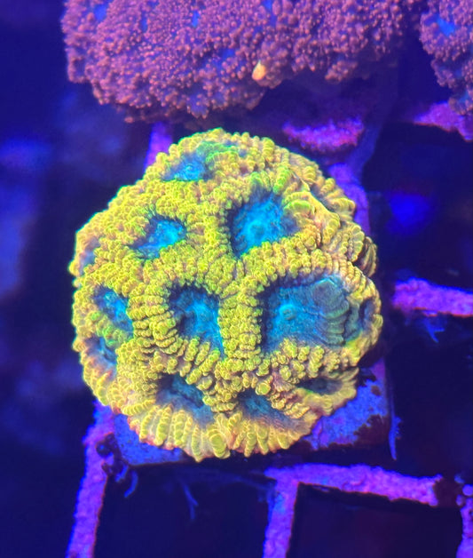 Favia - Favia of the Gods