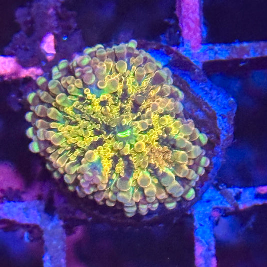 Rainbow Yuma Mushroom
