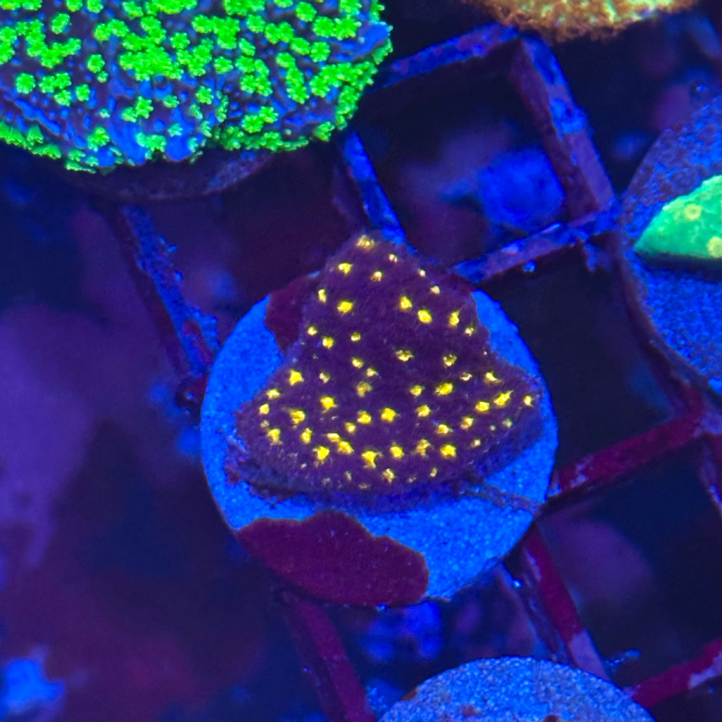 Tron Leptoseris Coral